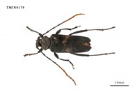 藏品(天牛)的圖片